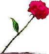 rose.jpg (2615 bytes)